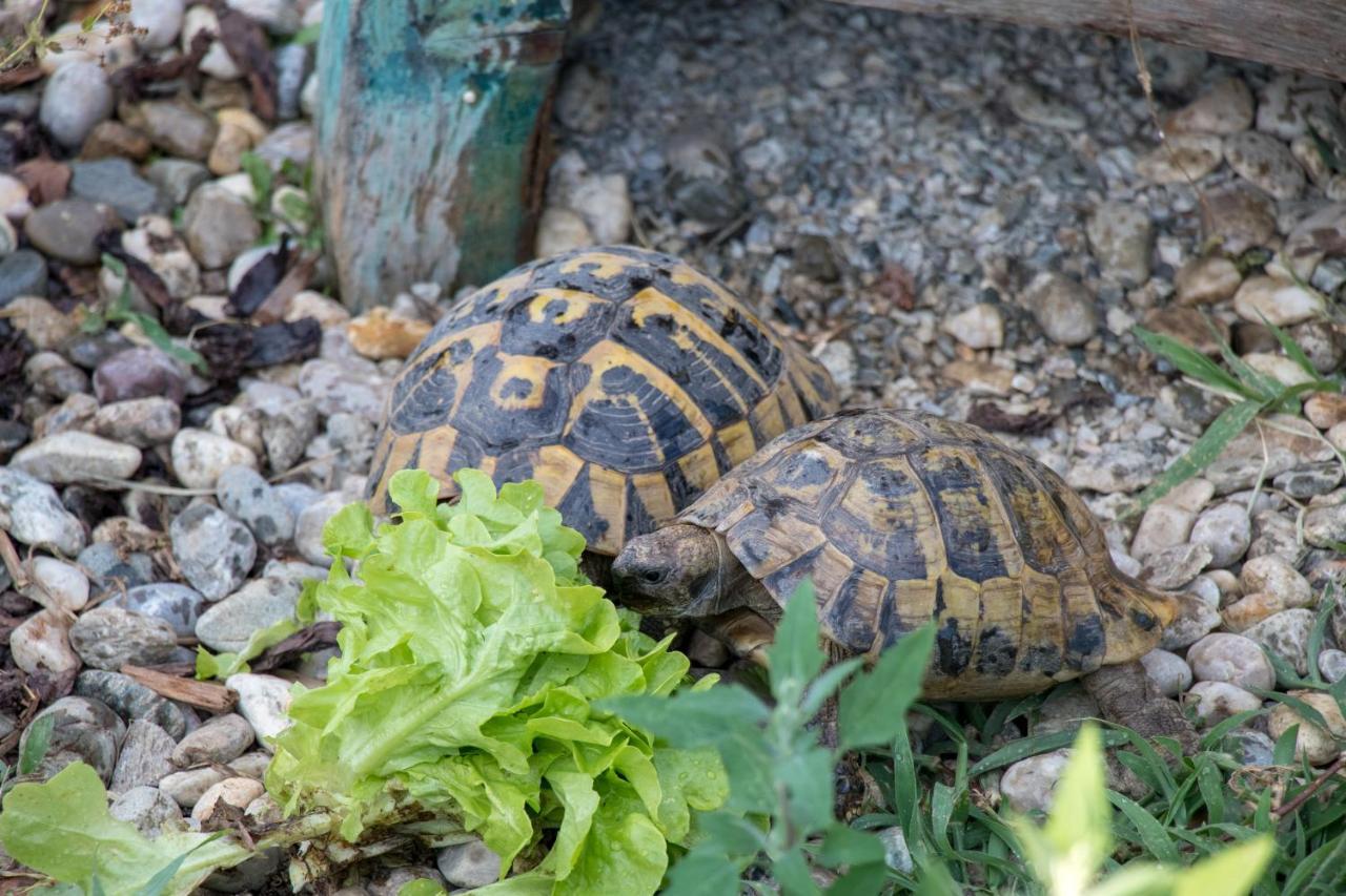 Lackenbauer Lägenhet Muggenau Exteriör bild