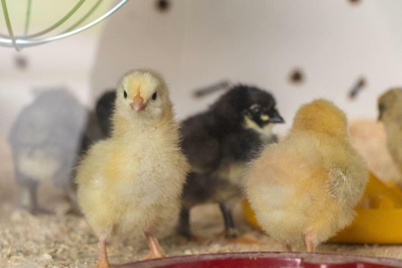 Lackenbauer Lägenhet Muggenau Exteriör bild